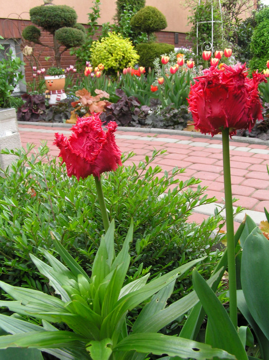 Tulipa Barbados