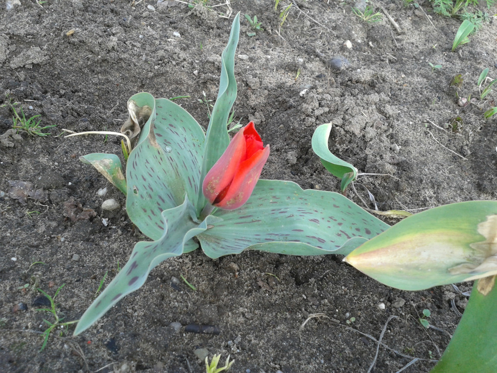 TULIPAN
BOTANICZNY