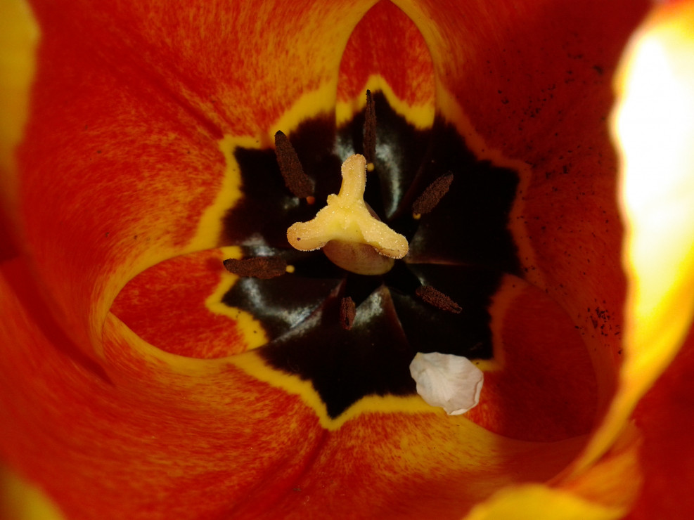 TULIPAN