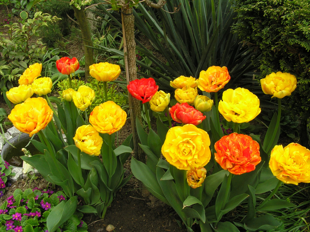 tulipanowe róże  o nazwie Sun Lower