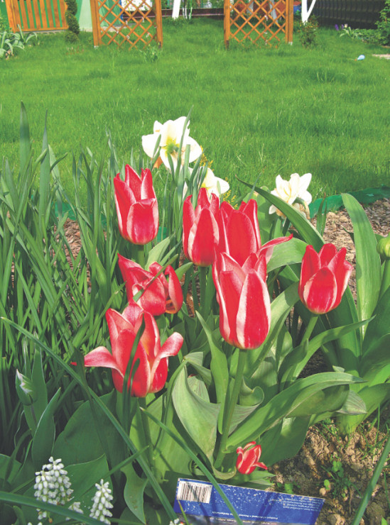 Tulipany, niezależnie od ich odmiany, najlepiej wyglądają posadzone w grupach.