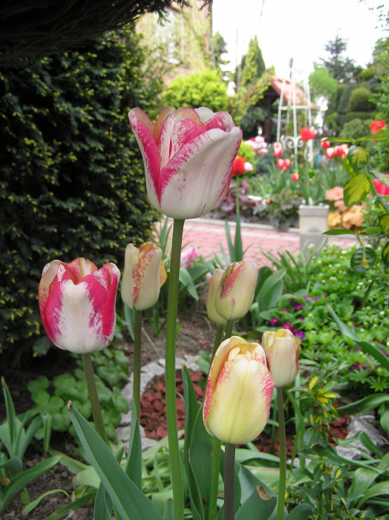 Tulipany o nazwie  - "Mata Hari"