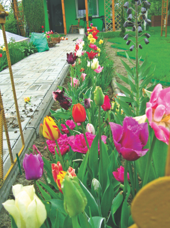 Tulipany preferują  glebę  próchniczną, o odczynie obojętnym, lekko kwaśnym lub zasadowym.