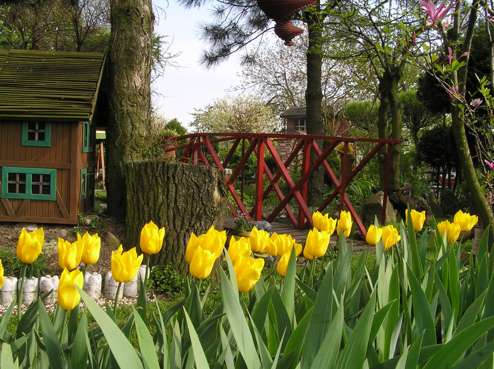 żółty kolor tulipanów posadziłam , a to dlatego
,że nawet w pochmurne i bezsłoneczne dni , potrafią przepięknie
rozświetlić nasz ogród .