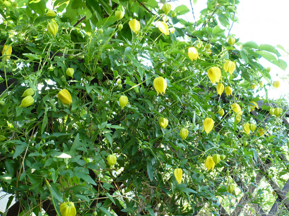 clematis "aureolin"kwitnie w maju setkami małych dzwoneczków