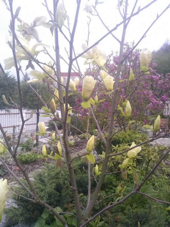 Magnolia żółta wydziela piekny zapach