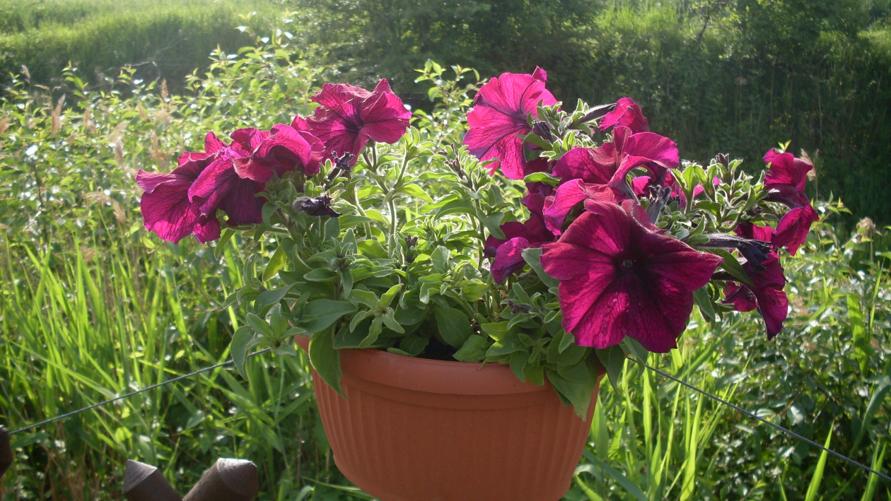 Petunie zawsze posiadają czyste i soczyste kolory kwiatów (łac.Petunia)