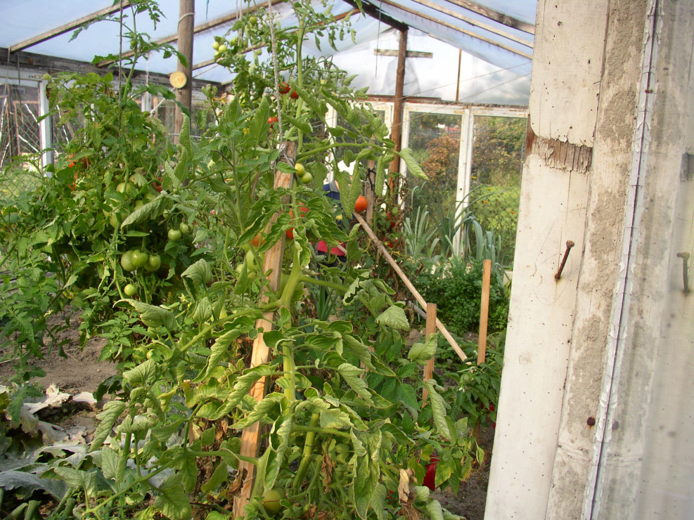 Pomidory pod folię wysadzam w drugiej połowie kwietnia, a do gruntu po ostatnich przymrozkach, czyli po 15 maja.