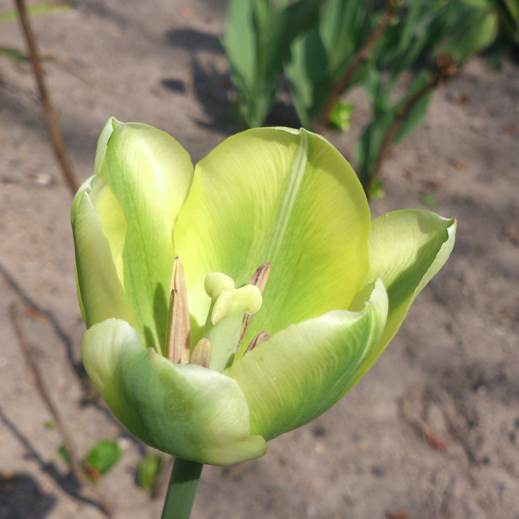 tulipany