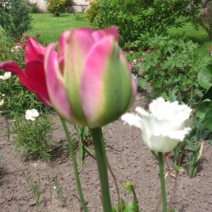 tulipany