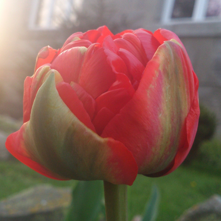 tulipany