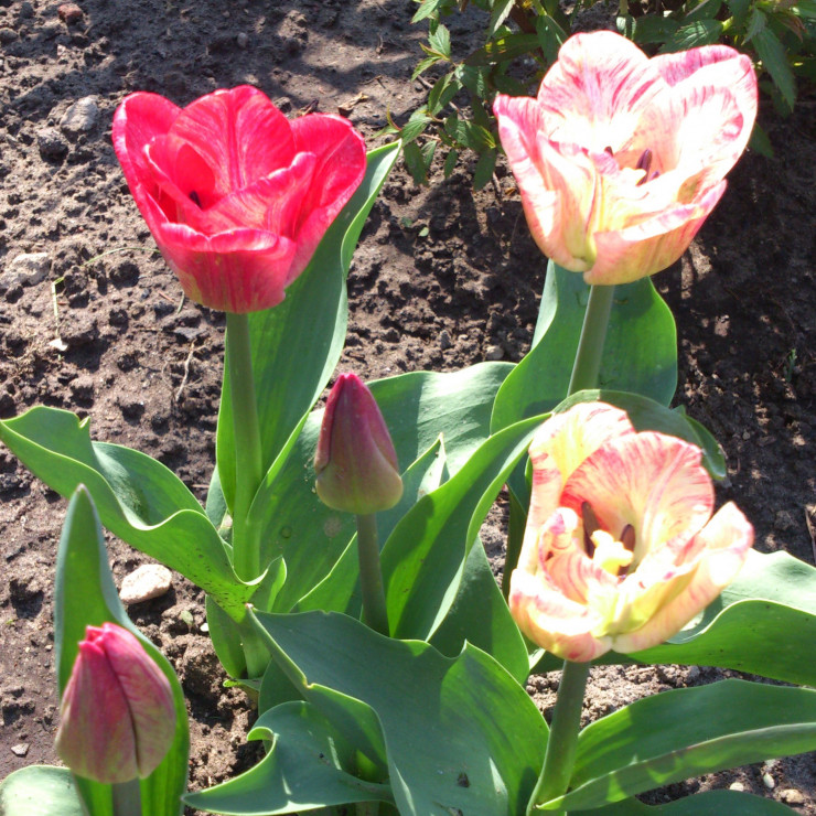 tulipany