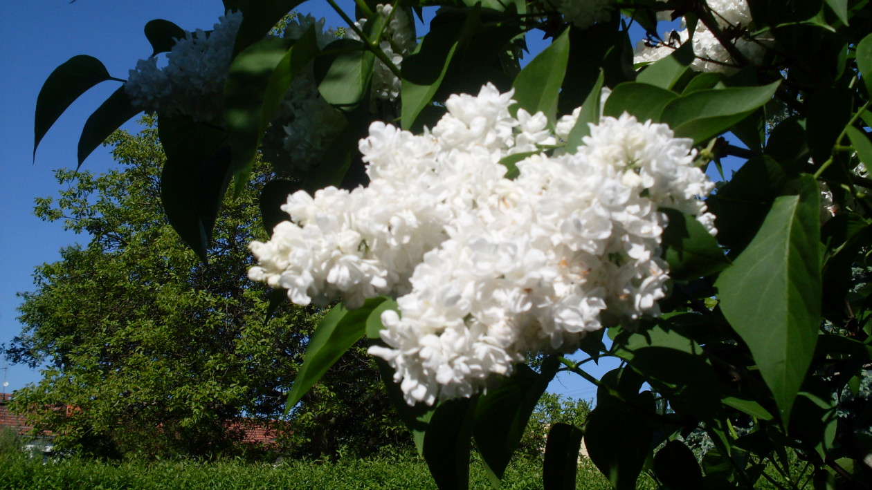 Tuż przy ogrodzeniu zakwitł krzew białego bzu i  może być dla wielu osób zaskoczeniem jego prawdziwa nazwa : lilak pospolity (łac. Syringa vulgaris)