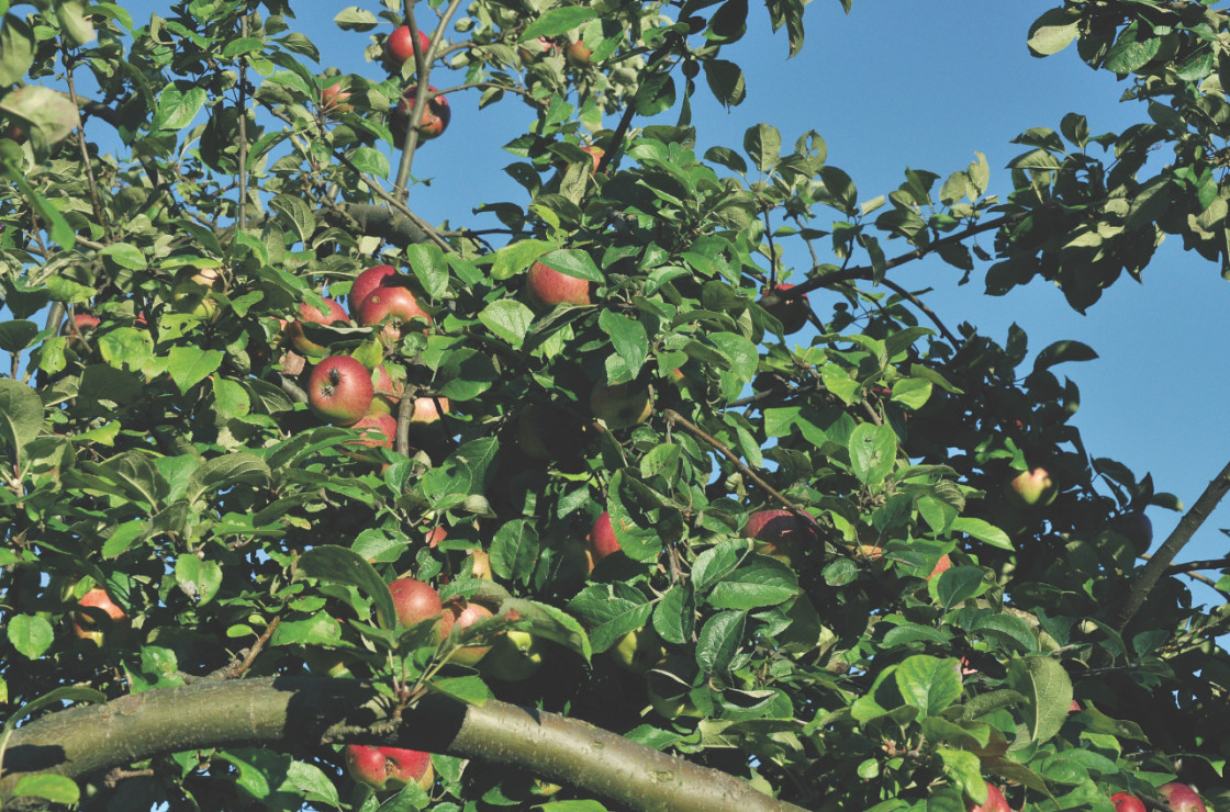 Wybierając odmianę jabłoni nie kierujemy się tylko smakiem. Ważne jest także, aby była odporna na mróz i choroby.
