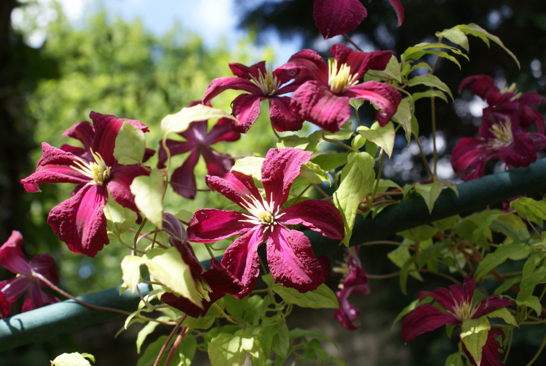 Clematis