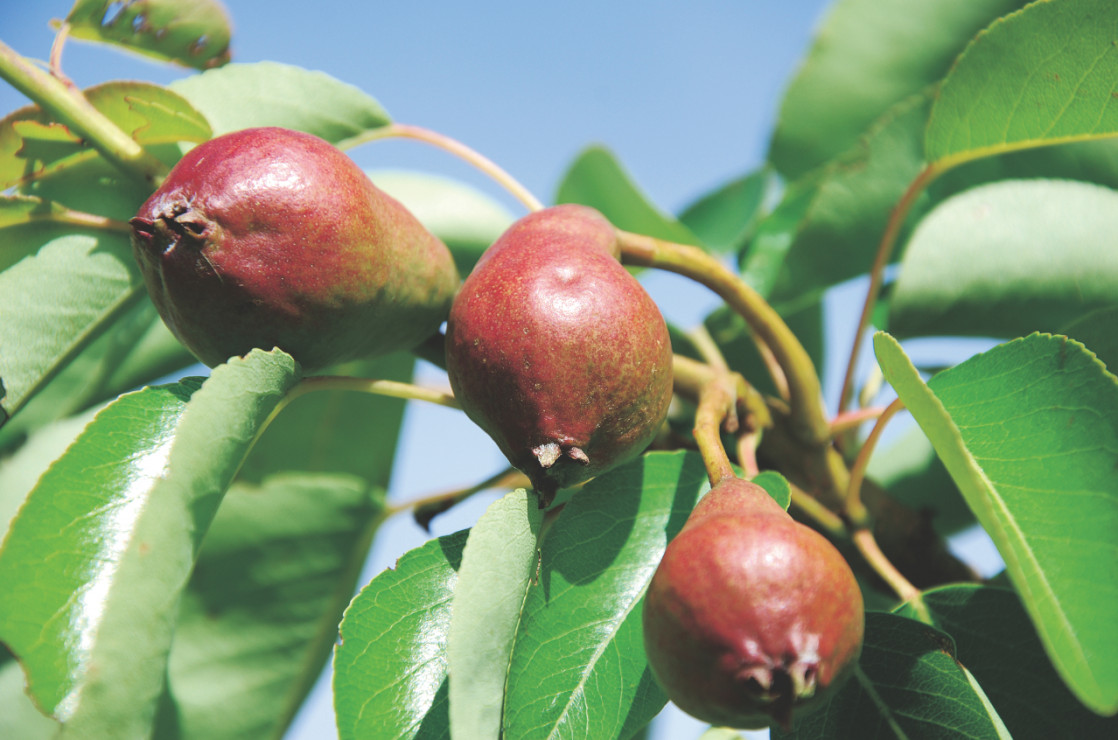 Larwy owocówki jabłkóweczki często także żerują na gruszach, pigwach, morelach, brzoskwiniach i orzechach włoskich. 