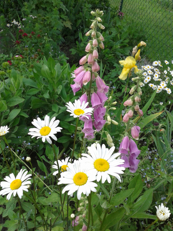 NAPARSTNICA
I ZŁOCIENIE