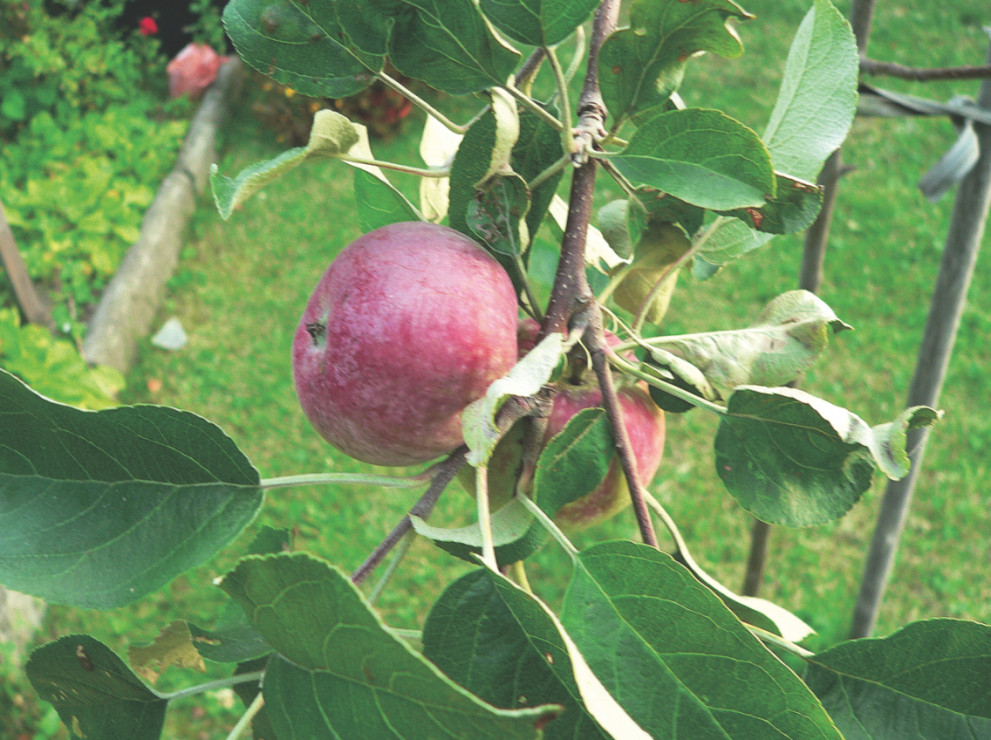 Oprysk przeciwko szkodnikom należy stosować jedynie na późnych odmianach jabłoni.