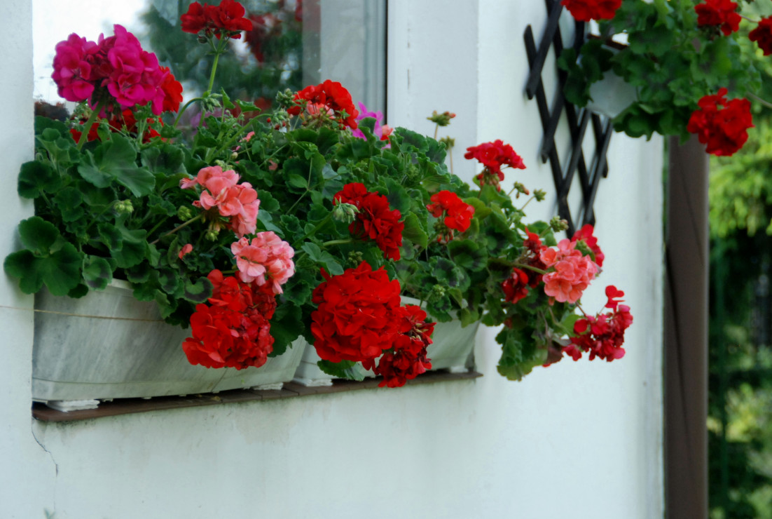 Pelargonie na werandzie 