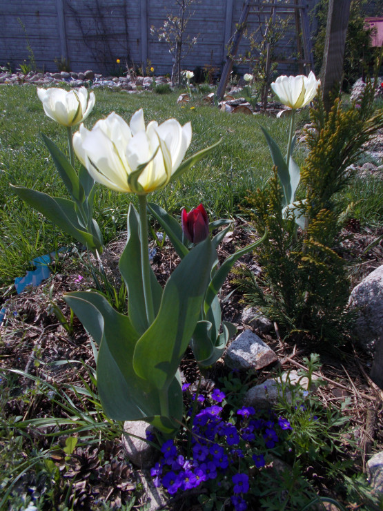 wiosenne tulipany 