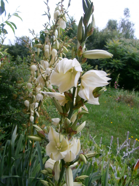 kwiatostan Juki ogrodowej ;)