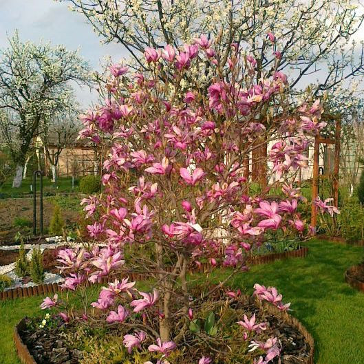 Magnolia przyciąga uwagę w kwietniu i maju mnóstwem kwiatów.