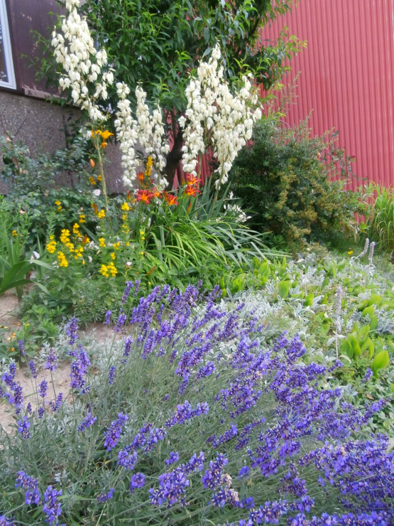 Ogródeczek przy blokowy i kawałek skalniaka z lawendą