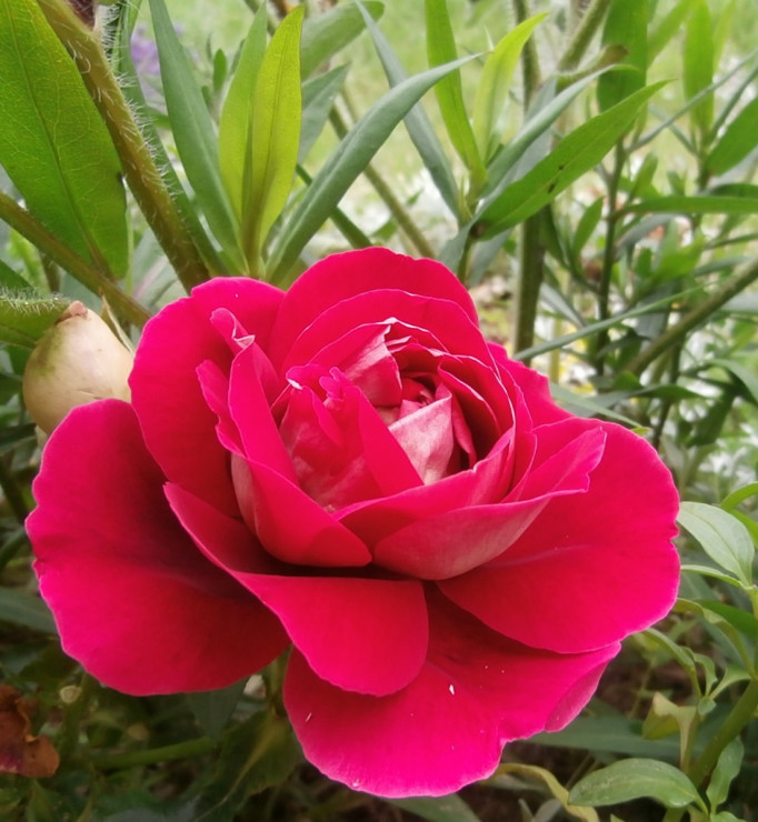 Róża wielkokwiatowa