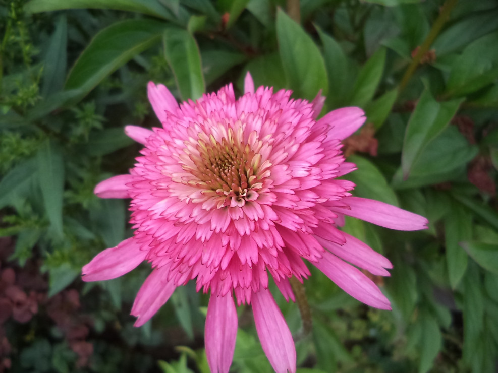 Różowa jeżówka o pełnym kwiatku