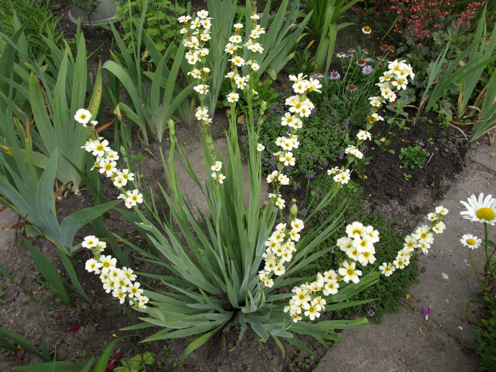 Sisyrinchium stratum z roku na rok coraz piekniejszy