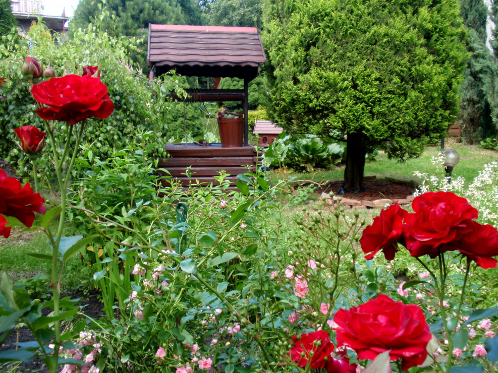 studnia wraz z różaną częścią ogrodu