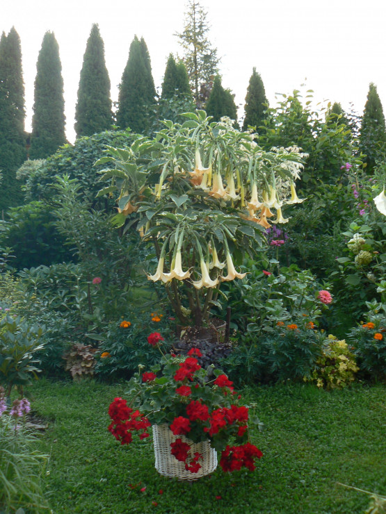 Trąby Anielskie w duecie z pelargonią czerwoną.