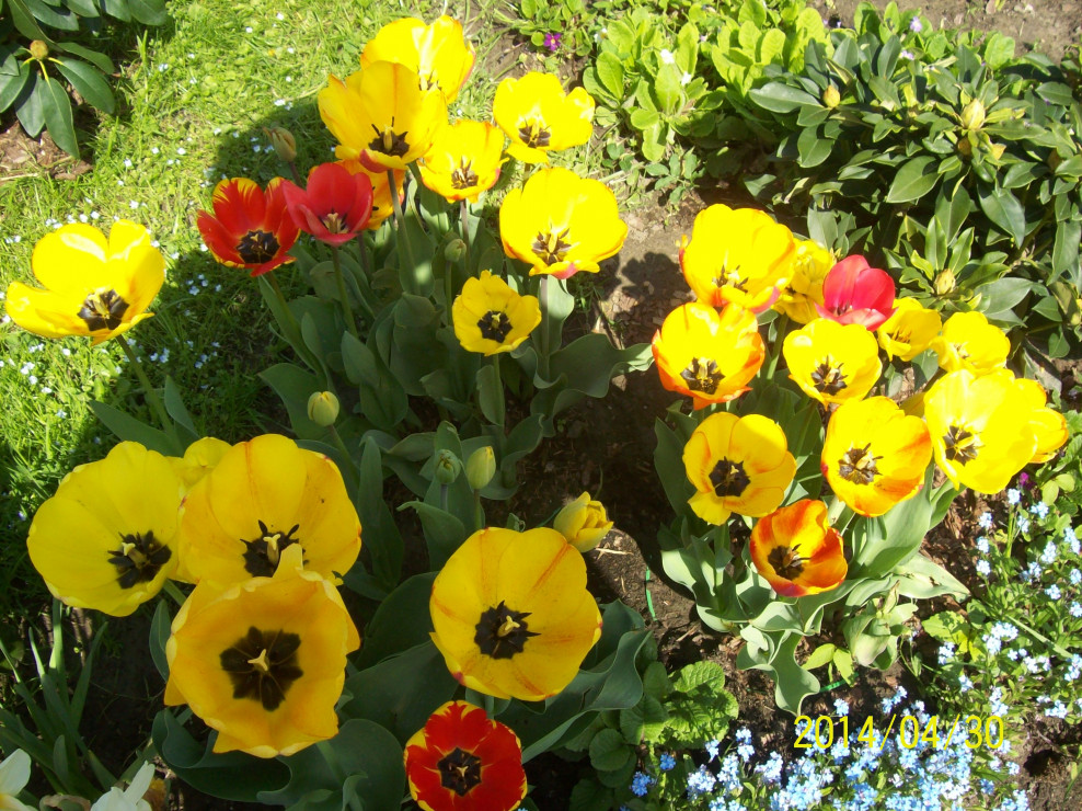 Uśmiechnięte tulipany dla wszystkich biorących udział w Konkursie.