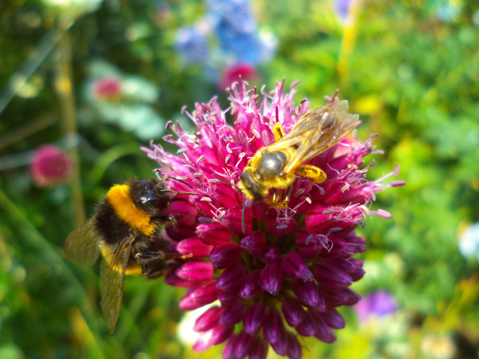 W naszym ogrodzie zawsze mile widziane są owady takie jak trzmiele czy pszczoły. W końcu bez nich nie byłoby tego wszystkiego...
