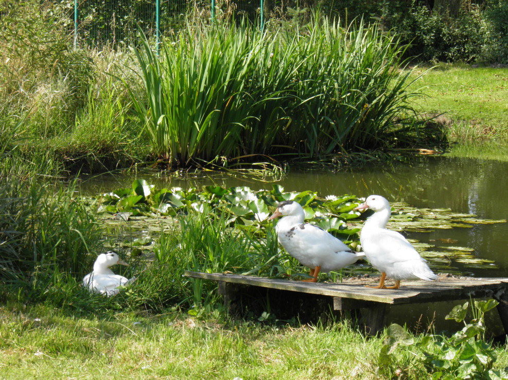 w trzeciej części ogrodu ze stawem - zamieszkały kaczki 