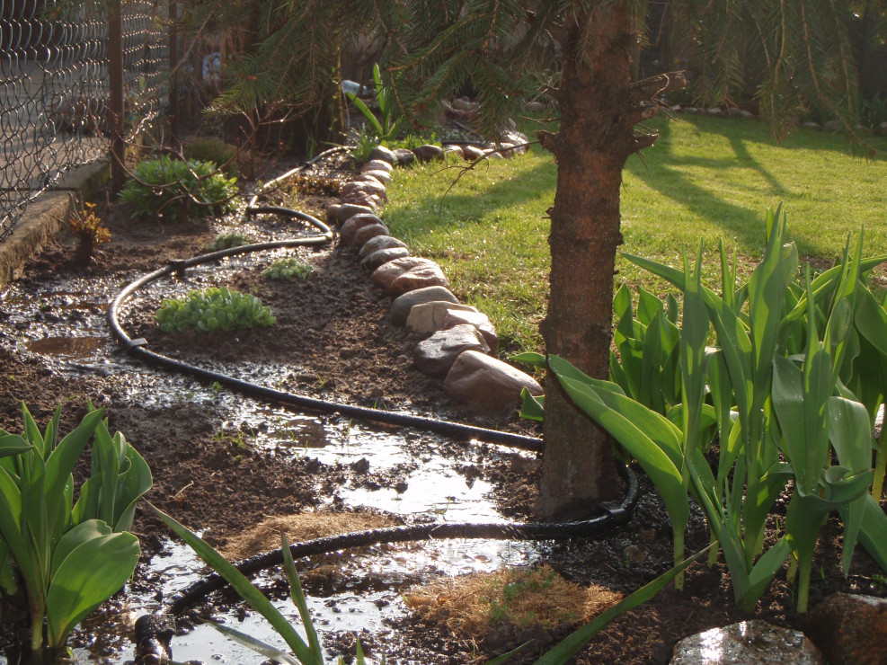 Wąż podłączony do beczki z deszczówką to sprytny sposób nawadniania ogrodu