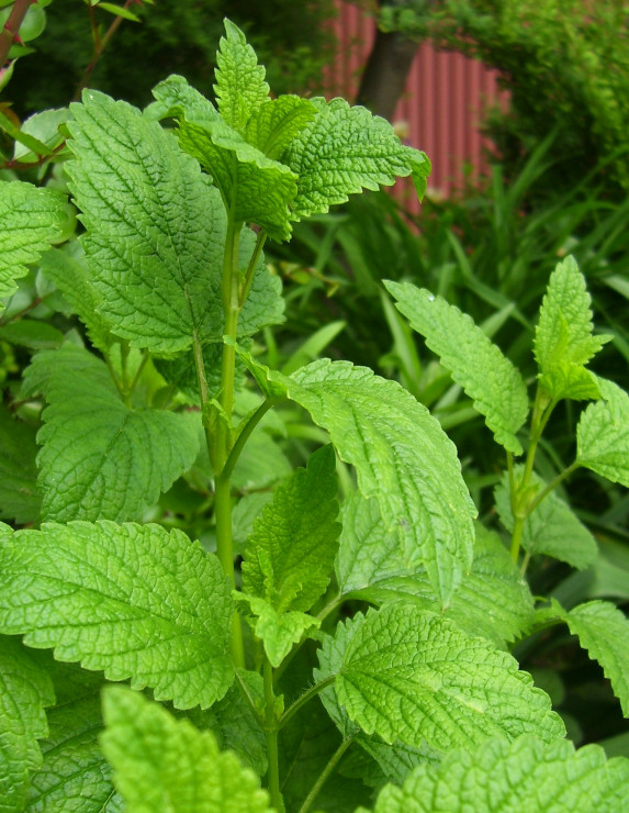 ziołowy akcent w moim ogródeczku- Melisa lakarska