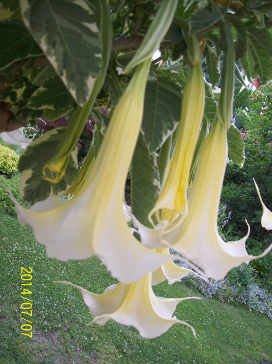 Datura, bieluń pachnie bajecznie.