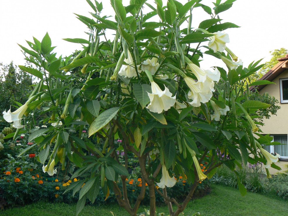 Datura, bieluń, trąby anielskie.