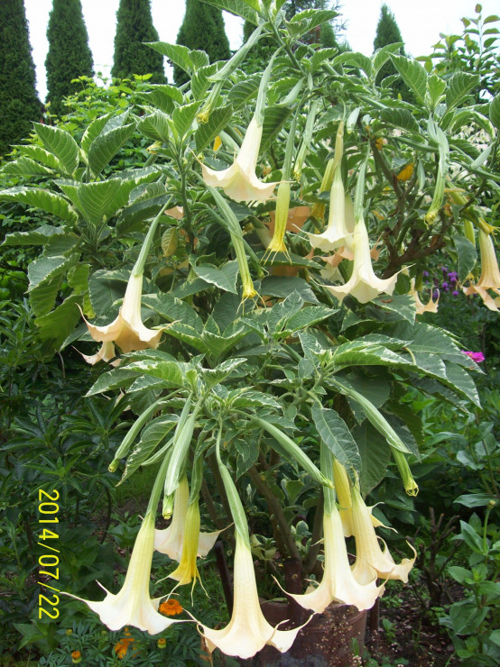 Datura, bieluń, trąby anielskie.