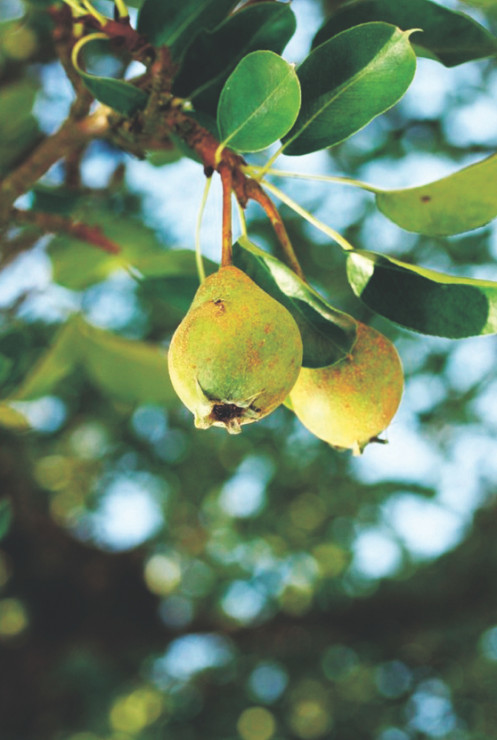 Gruszki są słodsze od jabłek, ponieważ zawierają mniej kwasów organicznych. 