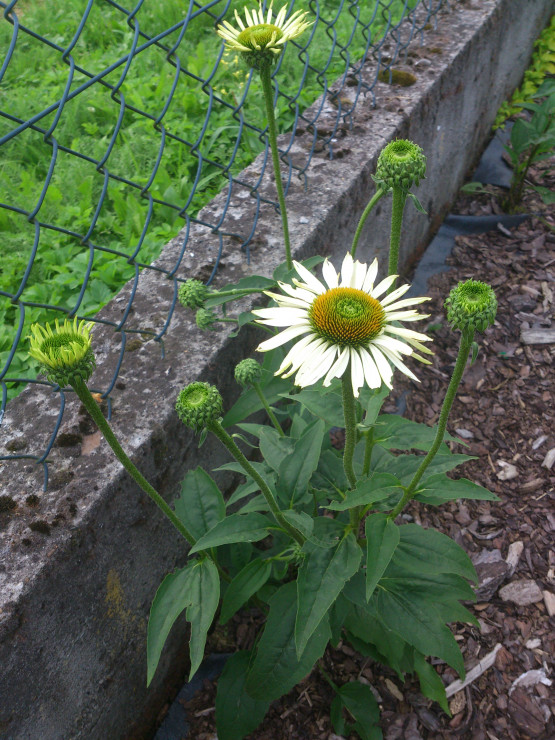 Jeżówka purpurowa / Echinacea purpurea 'White Swan'