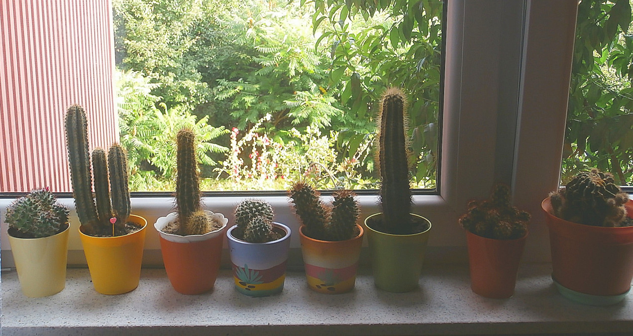 kolekcja kaktusów :)