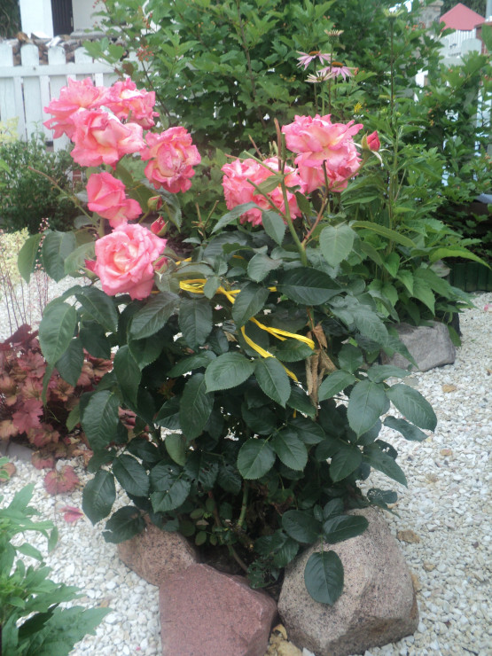 Królowa jest tylko jedna… - róża wielkokwiatowa jedyna w moim ogrodzie.