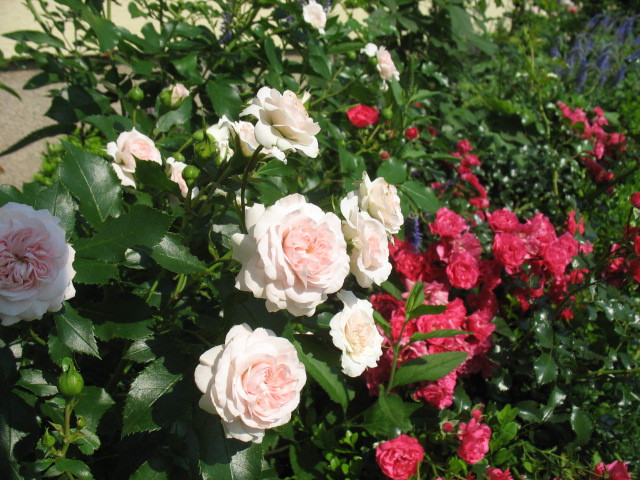 Larisa i Gartnerfreude -róża okrywowe 