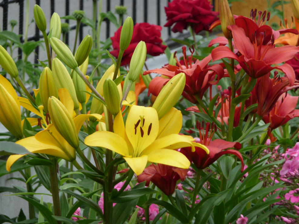Lilie o swoich pięknych kolorach są ozdobą mojego ogrodu.