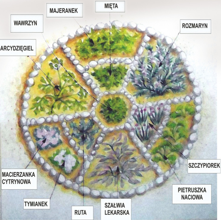 Oryginalne herbarium stworzymy na starym kole od wozu. Jeśli go nie mamy, możemy usypać okrągłą rabatę z kamieni. Rośliny dobieramy tak, by się nie zagłuszały.