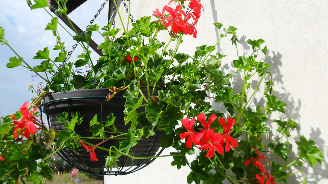 Pelargonia pnąca