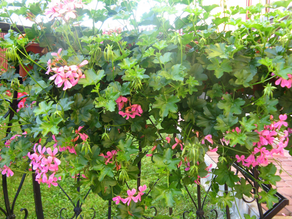 pelargonia