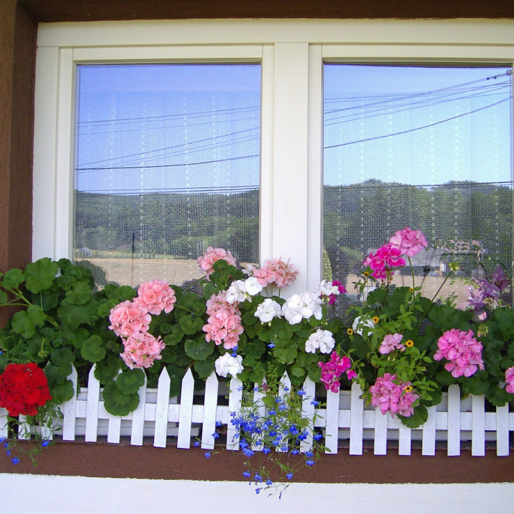 pelargonie